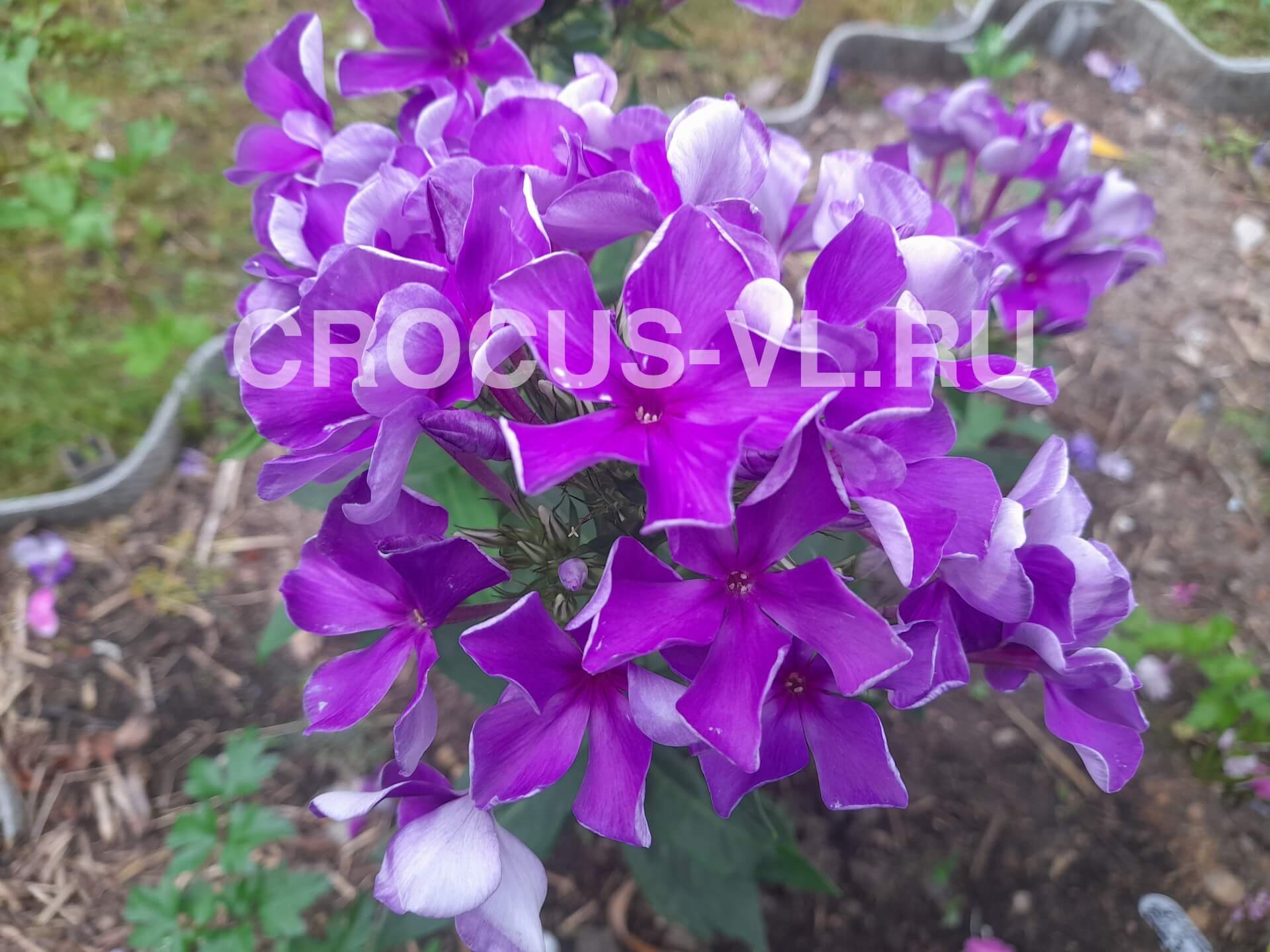 Флокс метельчатый «Декаденс»